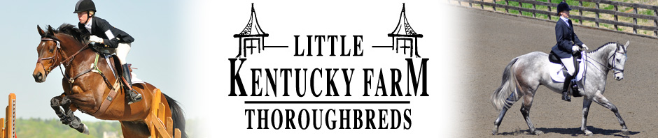 horses for sale in kentucky. Little Kentucky Farm